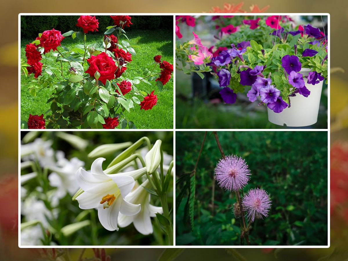 Indoor-Flowering-Plants.jpg 1