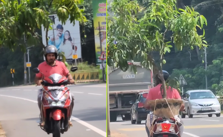 Mang-Tree-Man.jpg