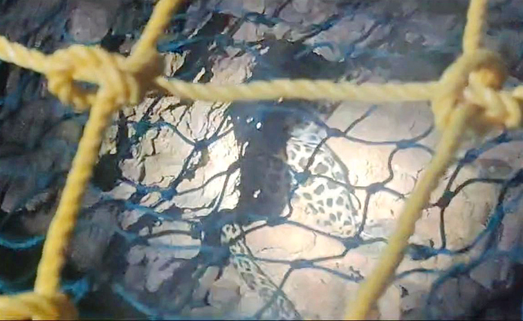 Tiger-rescue-in-Prakasam.jpg