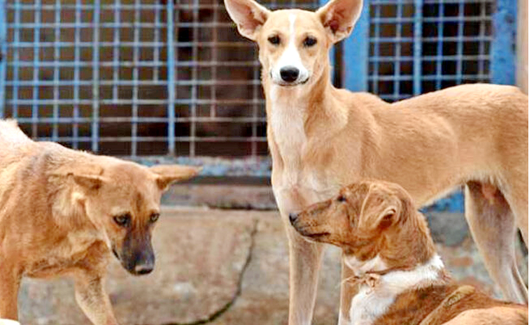 Dogs-Attack.jpg