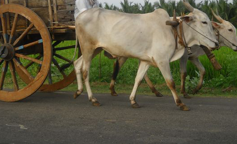 Peddapalli_Bullcart_Youtube.jpg
