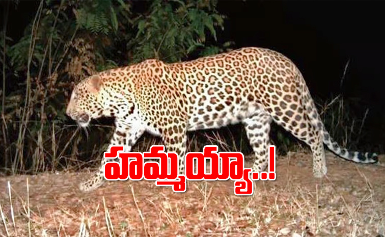 chirutha5.jpg