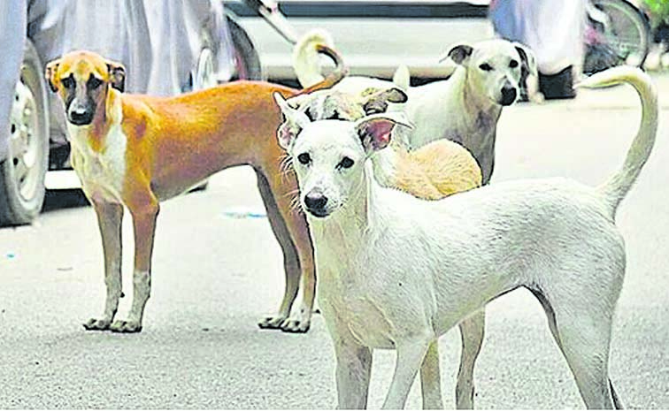STREET_20DOGS_201.jpg