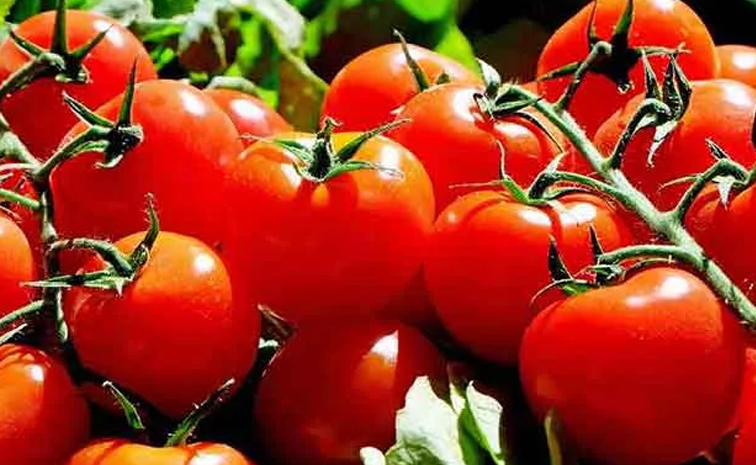 tomato.jpg