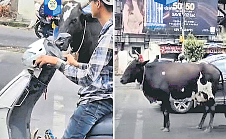 Cow.jpg