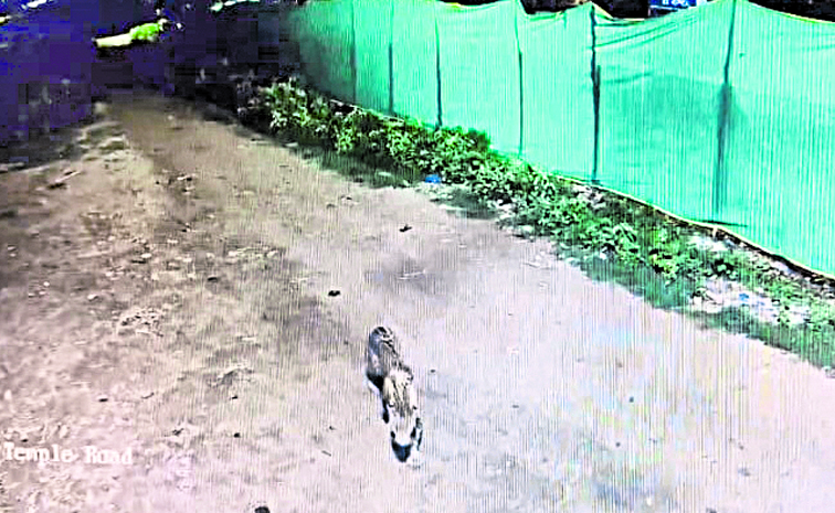 cheeta.jpg