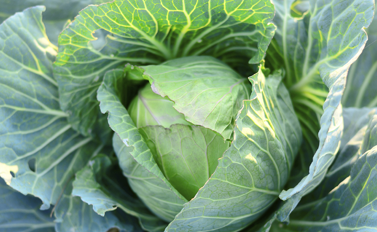 cabbage.jpg