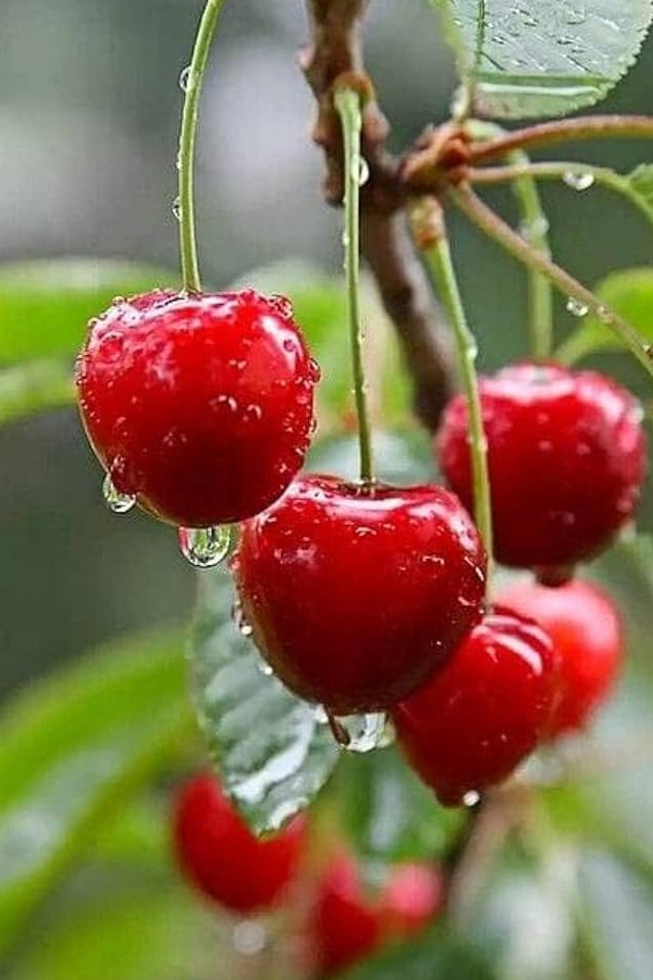 1.Cherries.jpg 2