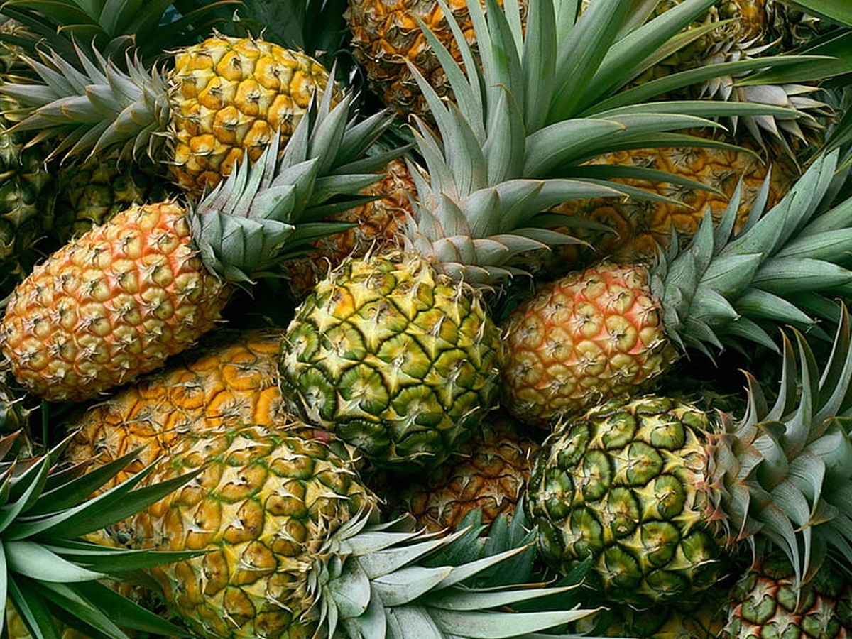 11.Pine-Apple.jpg 12