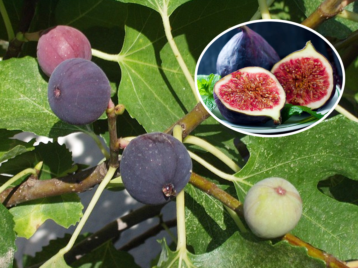 12.Fig_.jpg 13