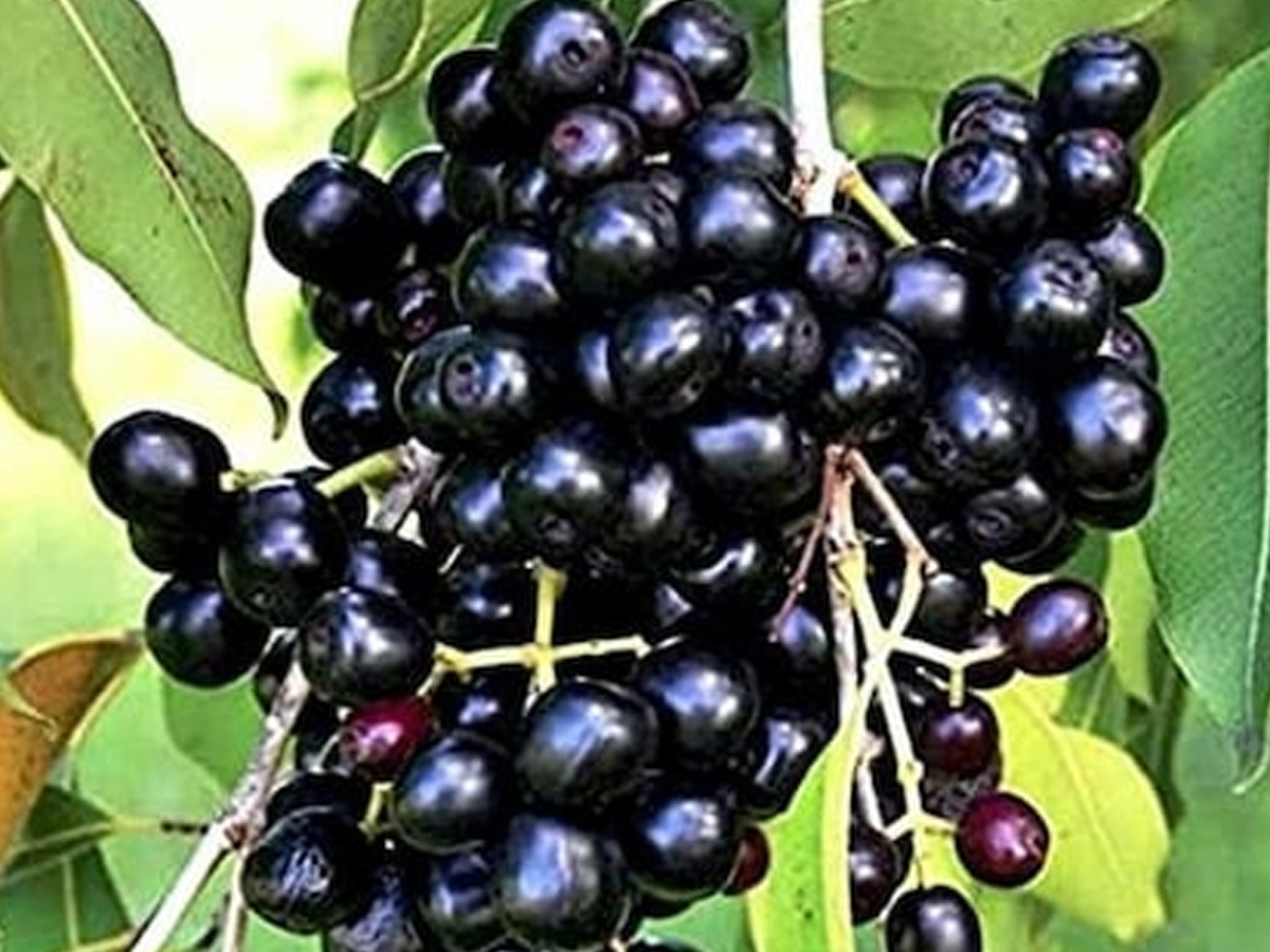2.Jamun_.jpg 3
