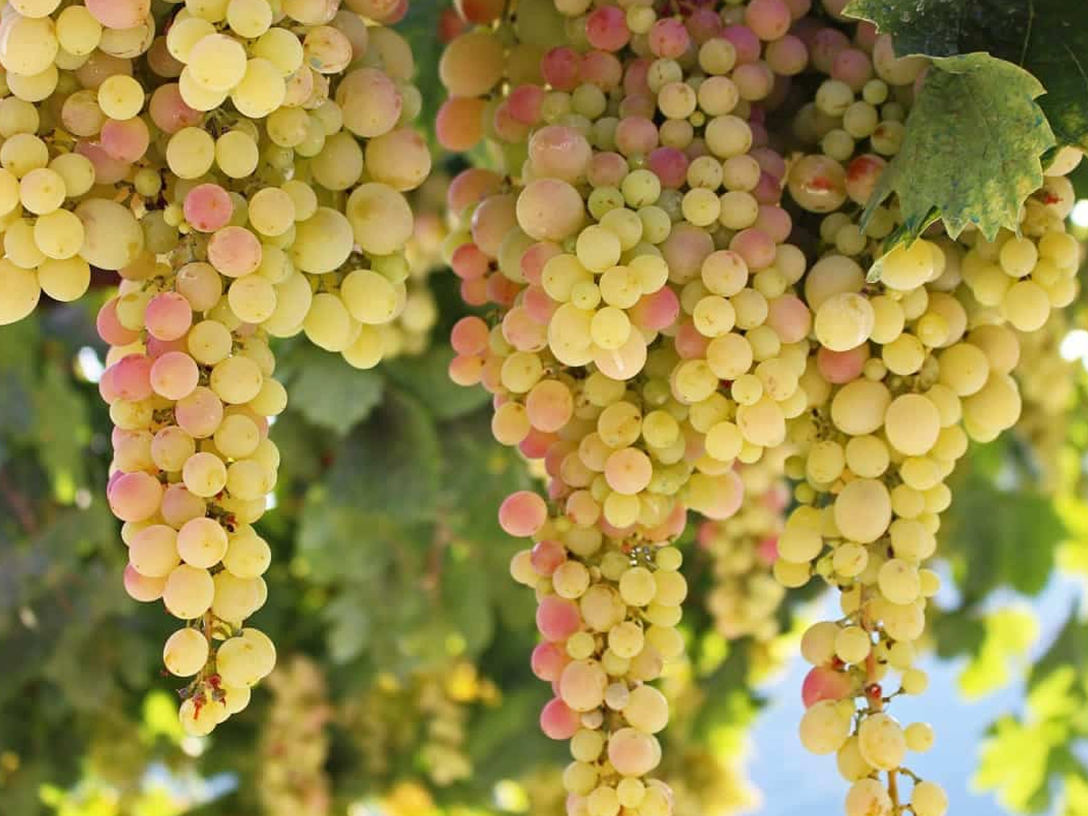 3.Grapes.jpg 4