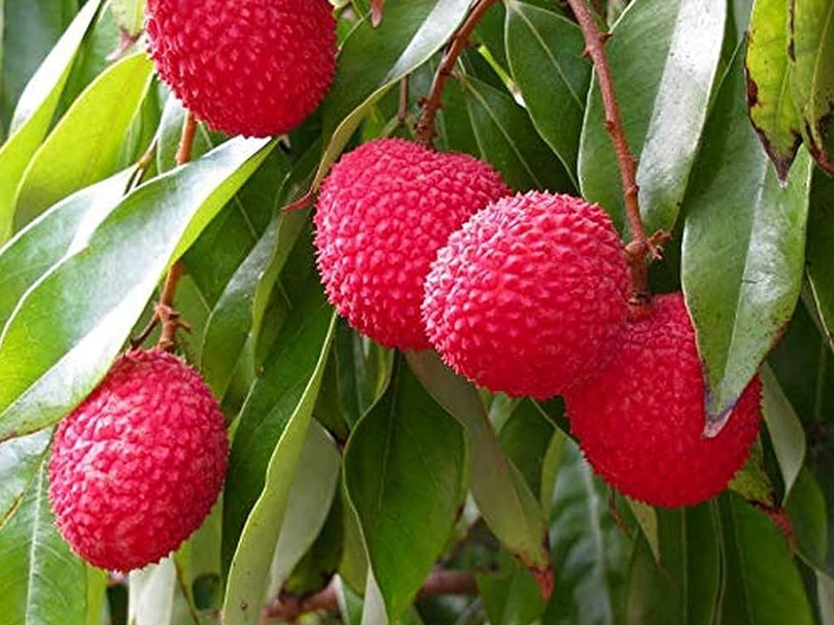 5.Litchi.jpg 6
