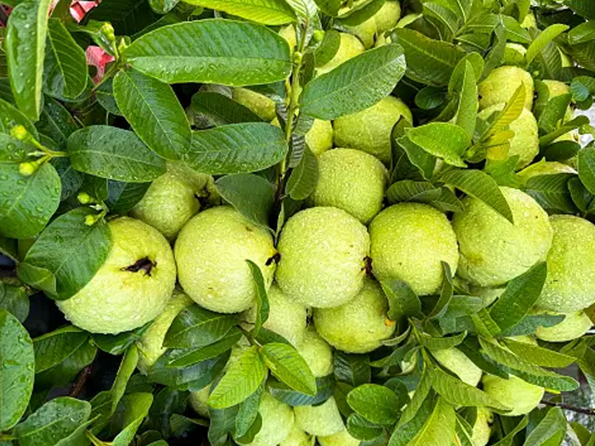 9.Guava_.jpg 10