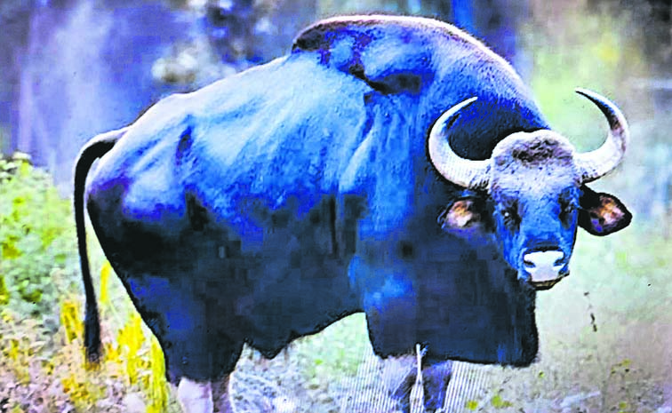 Buffalo.jpg