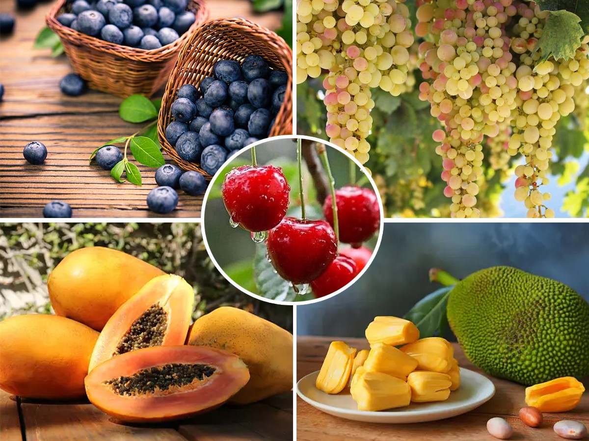 Monsoon_20Fruits.jpg 1