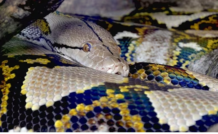 python.jpg