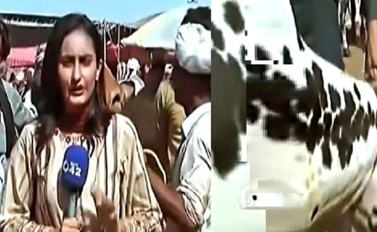 womanjournalist_bullattack.jpg