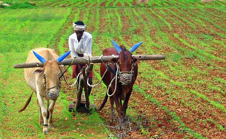 Farmer.jpg