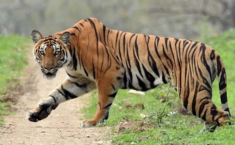 Tiger.jpg