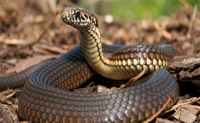 snake1.jpg