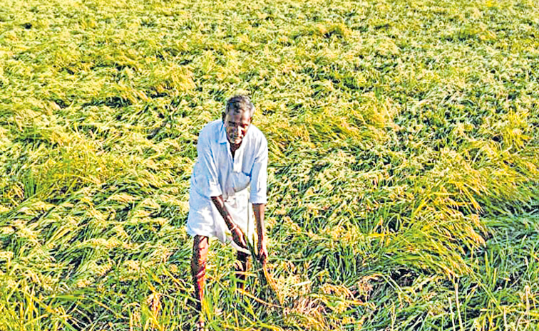 farmer_2.jpg