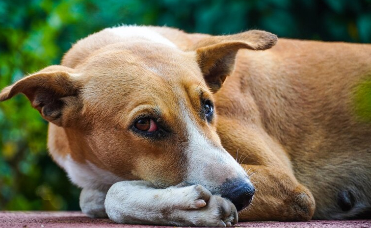 streetdog-sexual_20assault-woman.jpg