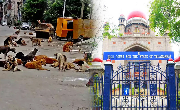 Telangana_HC_Street_Dogs.jpg