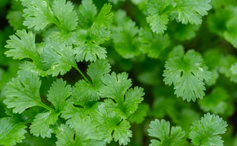 coriander_20-balcony.jpg