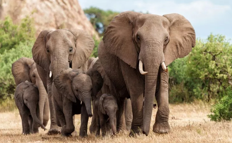 elephants.jpg