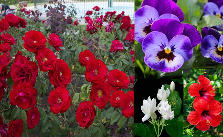 flower_20plants.jpg