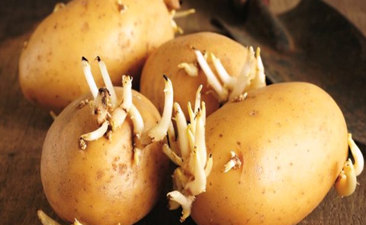 Potatoes-Sprouted.jpg