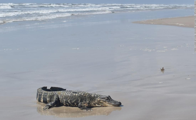 croc.jpg