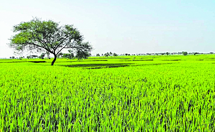 AGRI.jpg