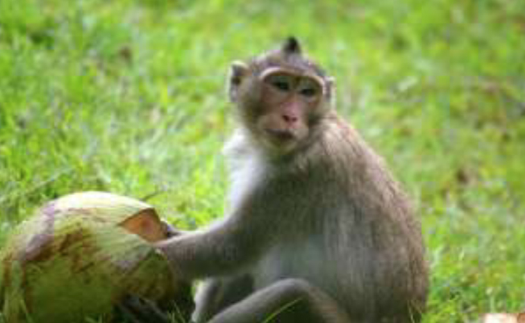 monkey.jpg