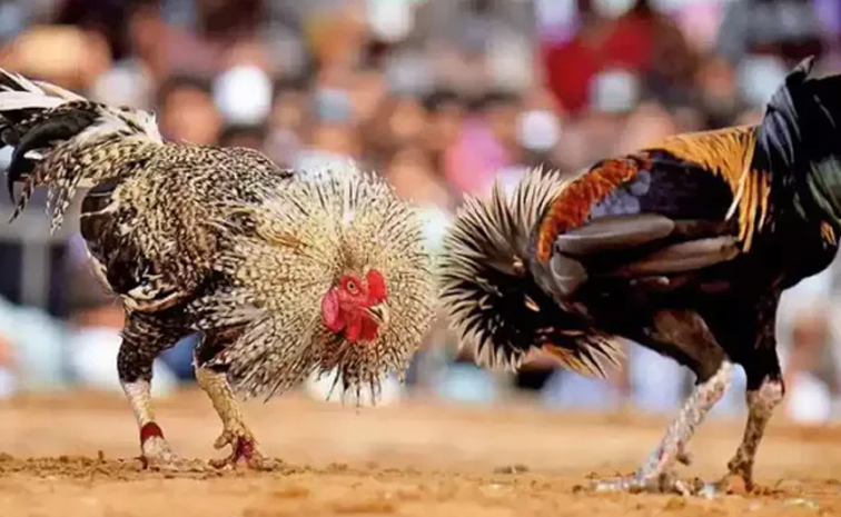 Chicken-Racing.jpg