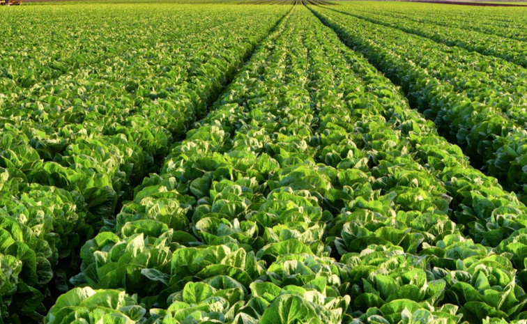 farming.jpg
