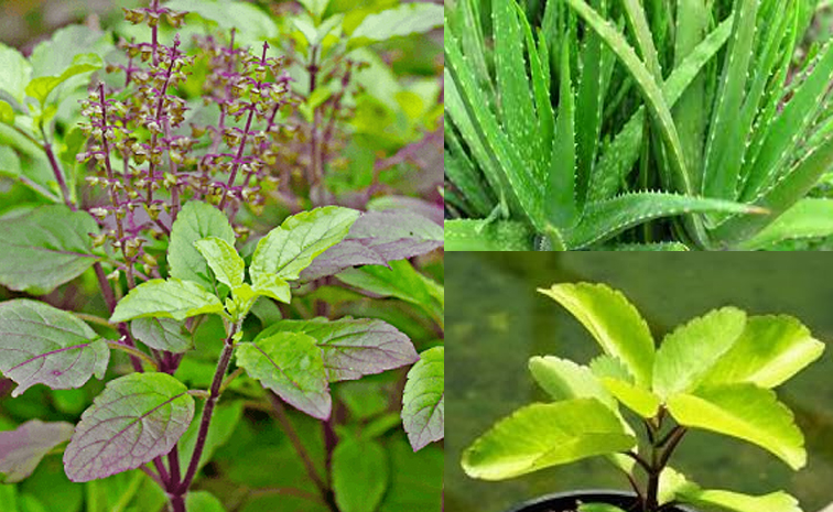 medicinal_20plants.jpg