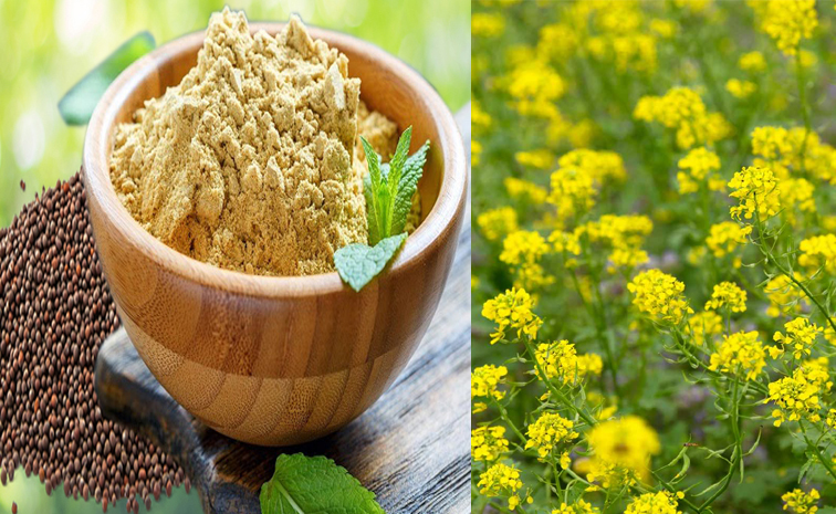 mustard_20benefits.jpg