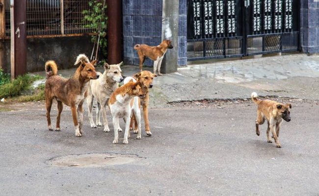Dogs.jpg