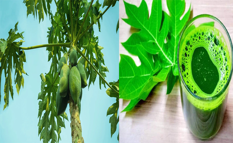 papaya.jpg