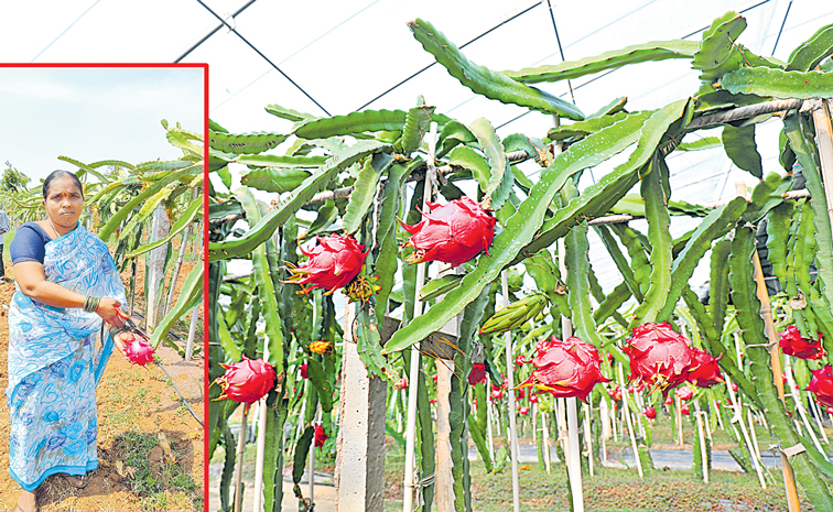 Dragon-Fruit.jpg