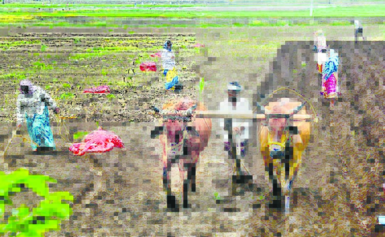 FARMER-1.jpg