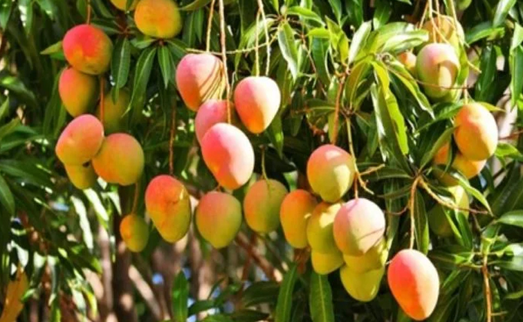 mango-export.jpg