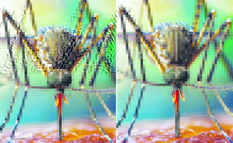 CLOSE-UP-MOSQUITOES-NATURE.jpg