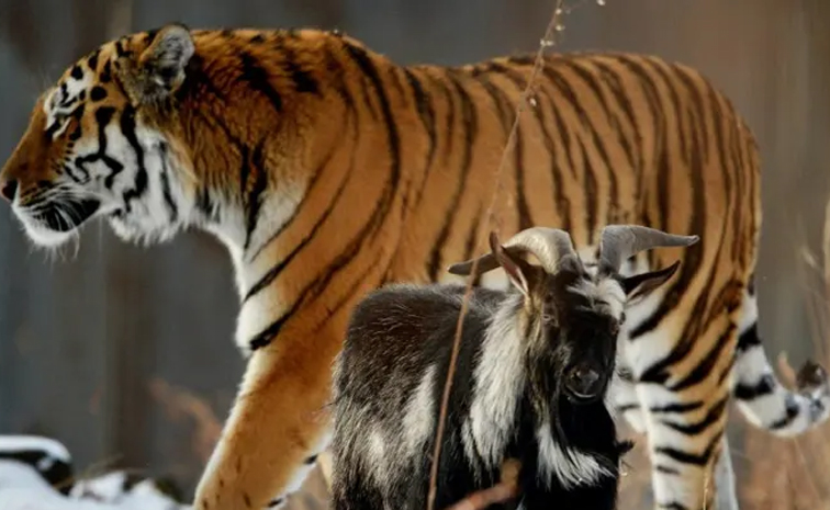 Siberian_20tiger-goat.jpg