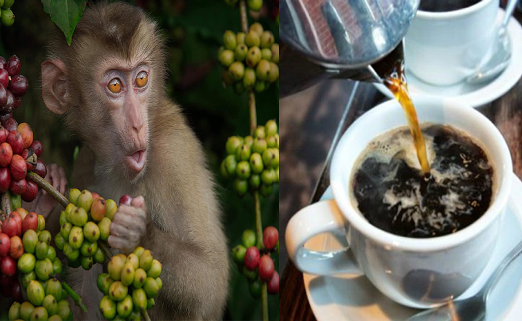 coffee.jpg