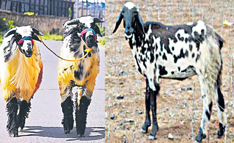 sheeps.jpg