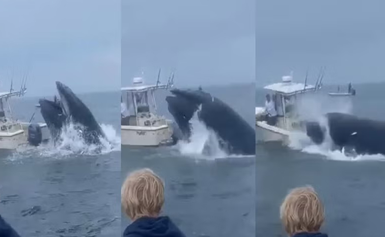 whale-Boat.jpg