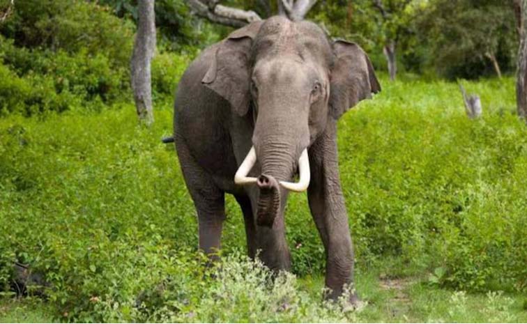 elephant.jpg